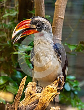 Von der DeckenÃ¢â¬Ës deckenÃ¢â¬Ës hornbill tockus deckeni, adult on tree trunk photo